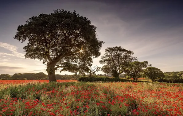 Summer, trees, Maki, morning
