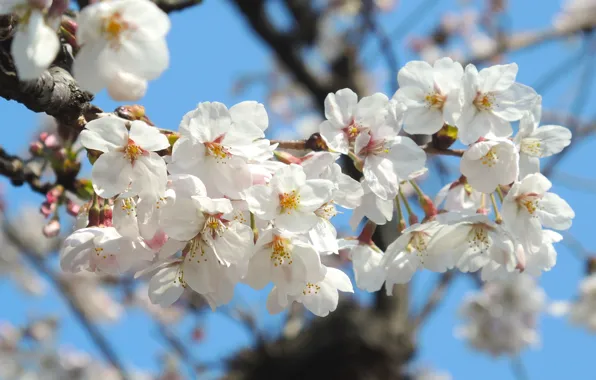 Flowers, spring, Sakura, flowering