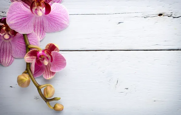 Picture wood, Orchid, pink, flowers, orchid