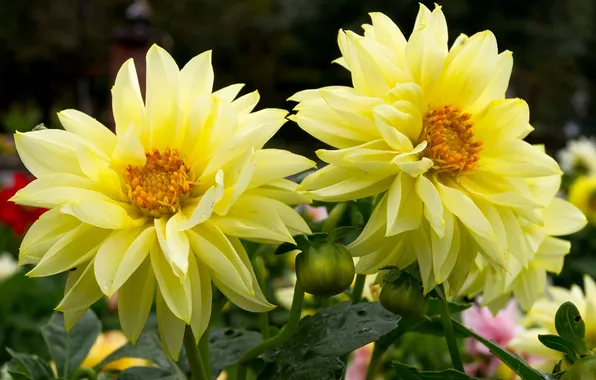 Yellow, petals, Dahlia