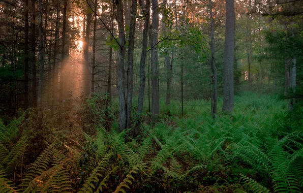 Forest, light, nature