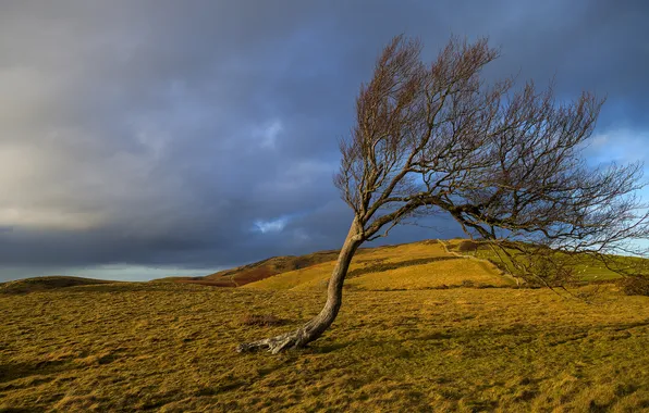 Autumn, the sky, grass, trees, clouds, hills