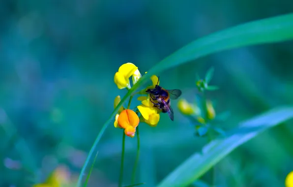 Grass, flowers, bumblebee