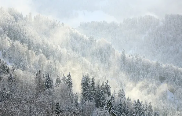 Winter, forest, nature