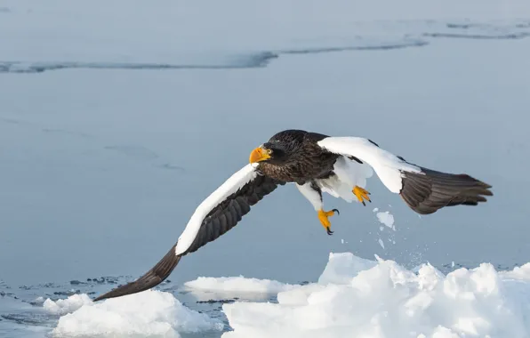 Picture bird, wings, predator, flight, Steller's sea eagle