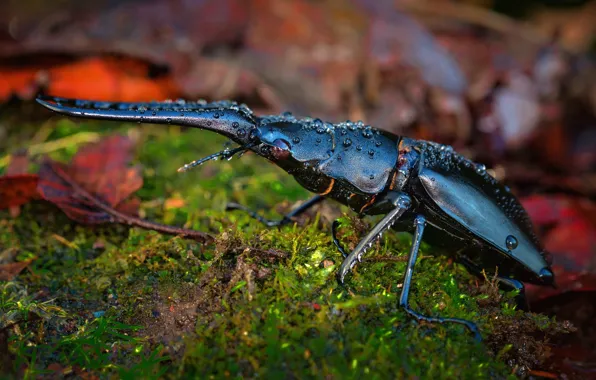 Leaves, drops, macro, nature, background, moss, beetle, horns