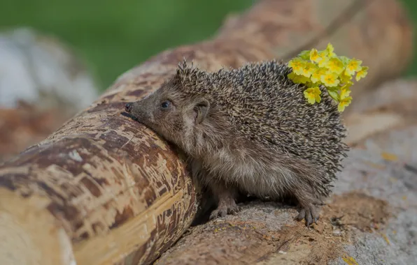 Look, legs, barb, hedgehog