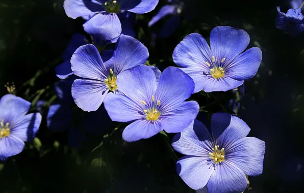 Macro, macro, len, Blue flowers, Blue flowers