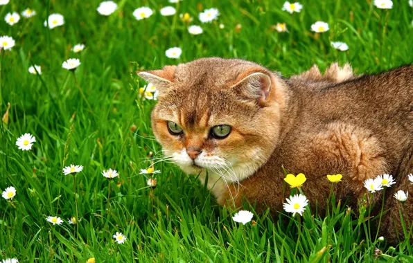 Picture cat, summer, grass, cat, look, face, flowers, glade