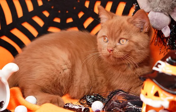 Autumn, cat, look, pose, kitty, holiday, toys, web