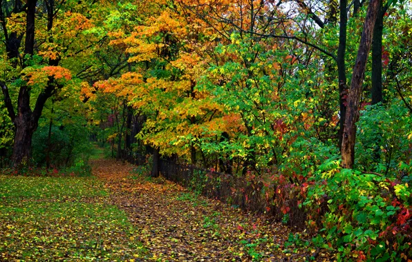 Autumn, forest, leaves, trees, Park, the fence