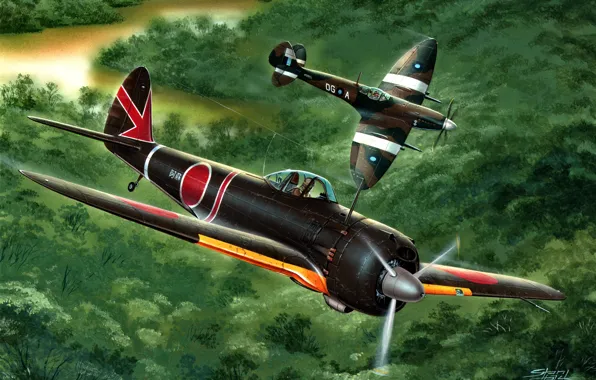 Picture Imperial, Hayabusa, Spitfire, Nakajima, WW2, Supermarine, Mk.VIII, Ki-43-III Ko