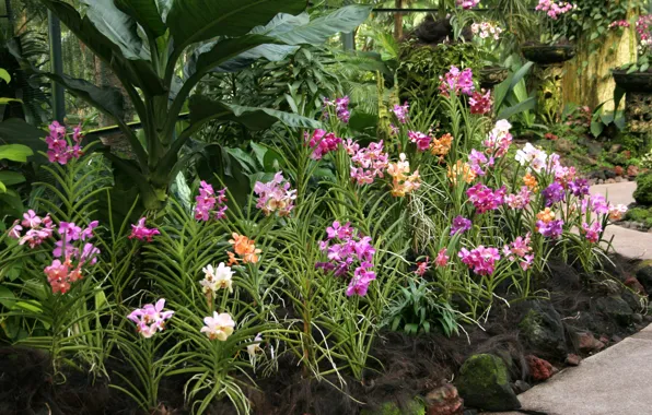 Picture flowers, garden, orchids, Singapore, National Orchid Garden