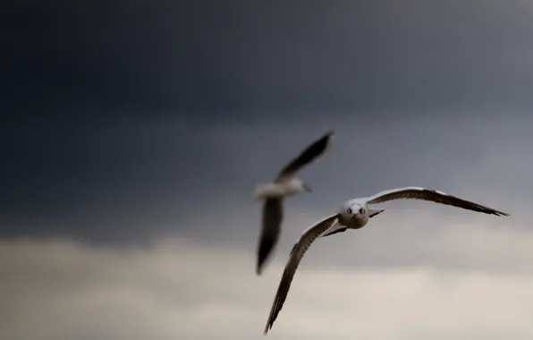 The sky, birds, clouds, background, Wallpaper, pictures, seagulls, wings