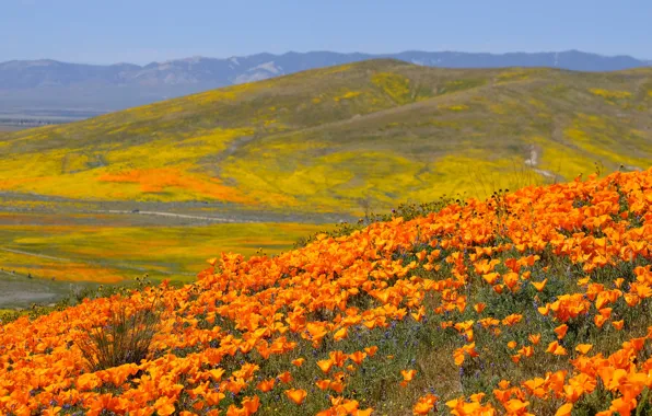 The sky, flowers, mountains, hills, glade, bright, the slopes, CA