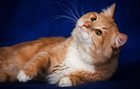 Cat, cat, mustache, pose, red, looks, blue background, mordaha