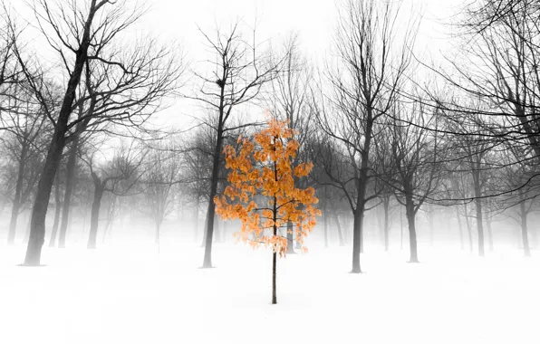 Picture trees, fog, Park