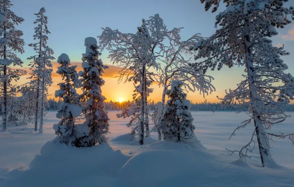 Picture winter, the sun, rays, snow, trees, landscape, sunset, nature