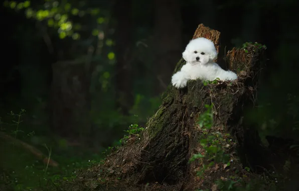 Picture forest, stump, dog, Bichon Frise