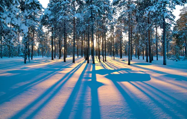 Picture winter, forest, trees, dawn