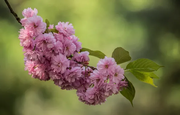 Macro, cherry, background, branch, spring, Sakura, flowering, flowers