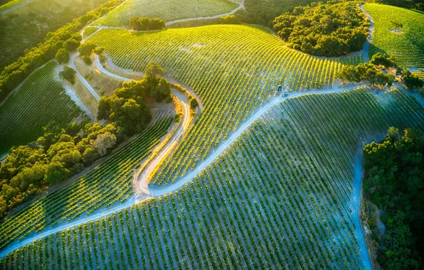 The sun, trees, field, the view from the top, plantation