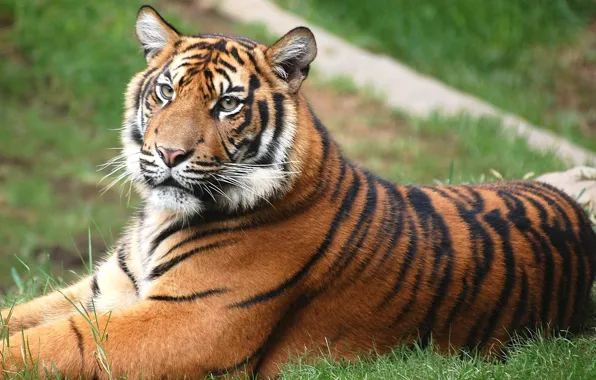 Picture Tiger, lies, lawn
