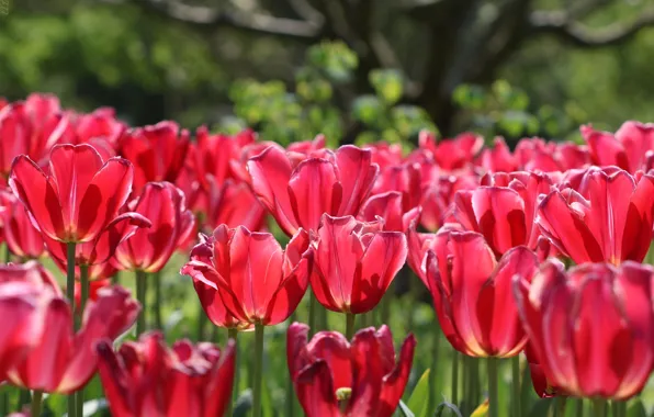 Light, flowers, spring, tulips, pink, buds, a lot