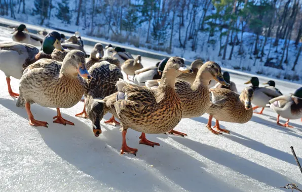 Winter, road, light, snow, birds, nature, duck, pack