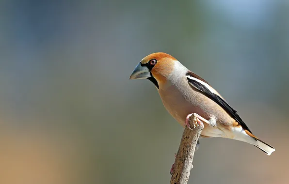 Picture bird, branch, Grosbeak