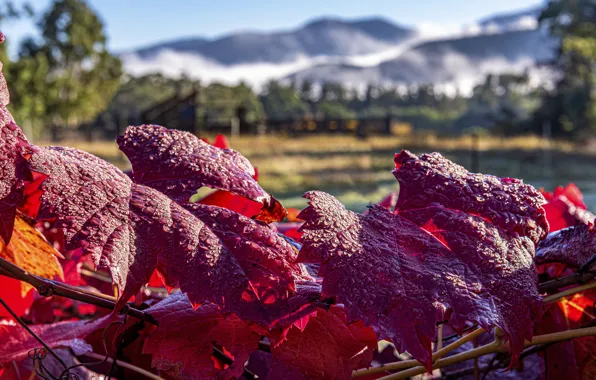Autumn, drops, red, vineyard, vine, autumn leaves, grape leaves