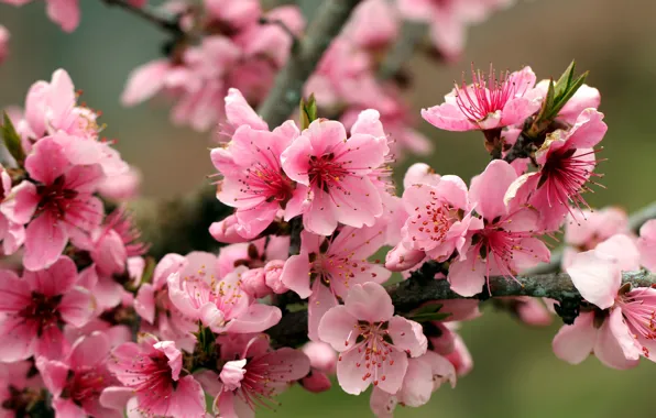 Sakura, Cherry, Petals, Branch, Flowers