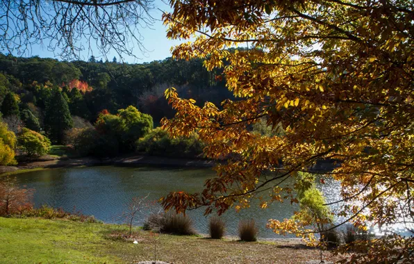Autumn, the sun, trees, pond, Park, Australia, Mount Lofty Botanic Garden