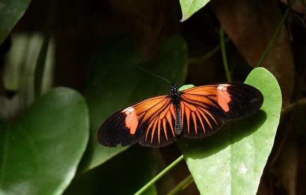 Leaves, microsemi, butterfly, wings, insect, beautiful, closeup