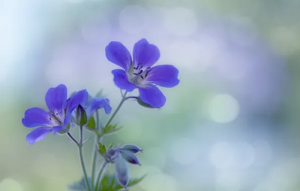Picture flower, purple, petals, bokeh, inflorescence