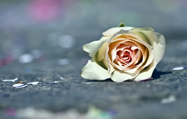 Macro, flowers, roses