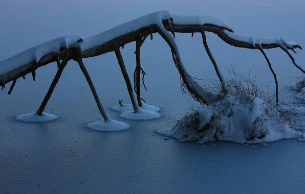 Picture ice, winter, lake, branch