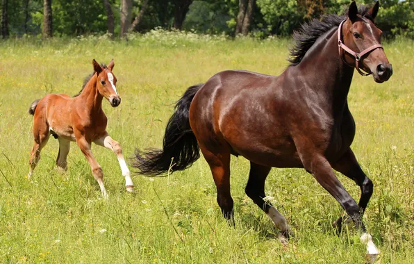 Picture horse, meadow, foal