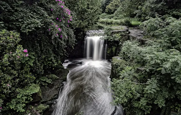 Forest, England, waterfall, the bushes, Newcastle, England, Newcastle, Jesmond Dene Waterfall