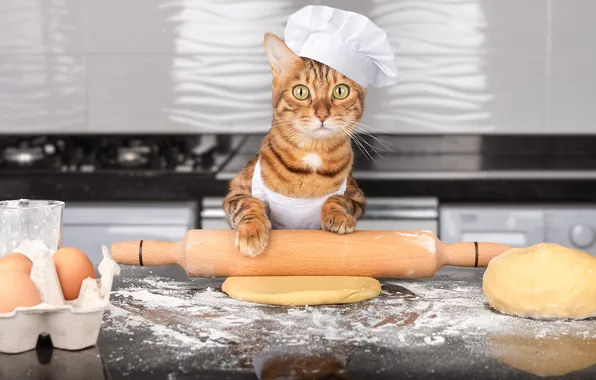 Cat, cat, look, pose, cook, face