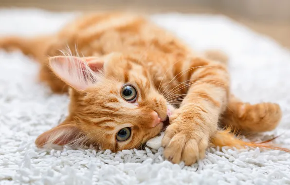 Cat, cat, look, toy, mouse, red, lies, fur