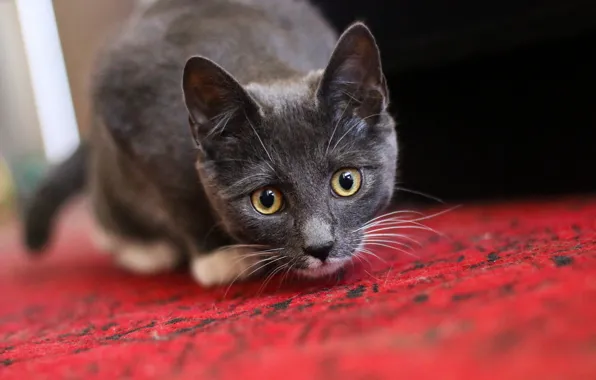 Eyes, look, cat