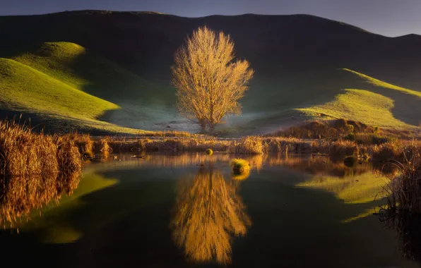 Lake, reflection, tree, hills, New Zealand, New Zealand, Hawke's Bay, Hawke's Bay
