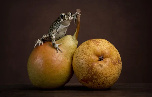 Frog, still life, pear