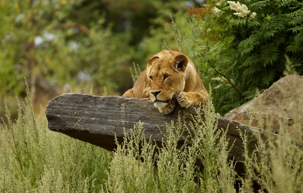 Grass, stone, lioness