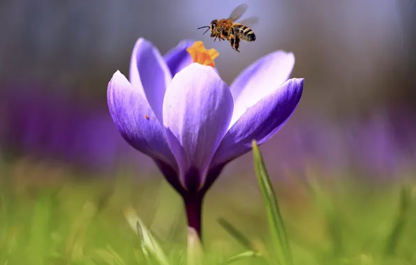 Flower, purple, grass, macro, flowers, bee, pollen, blur