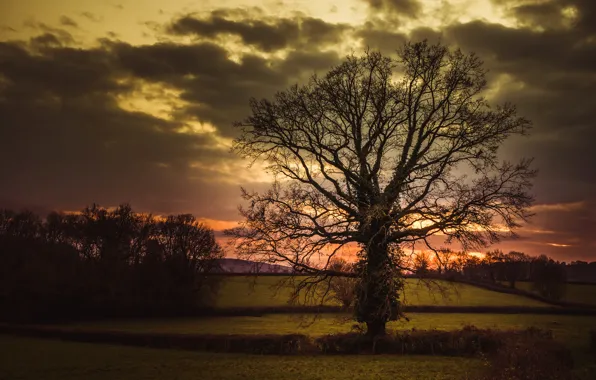 Picture field, the sky, clouds, trees, hills, glow