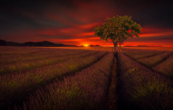 Picture field, the sky, trees, beauty