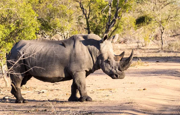 The sun, Rhino, the bushes