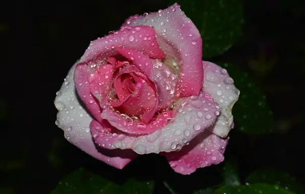 Picture drops, rain, roses
